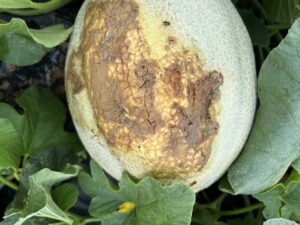 Figure 1. Potassium deficiency is expressed as yellowing along the margin of older leaves 