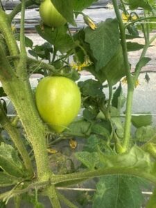 Close-up of a tomato plant with several developing green fruits. One pear-shaped green tomato is prominently visible in the foreground, surrounded by stems, leaves, and yellow blossoms. The fruit appears healthy and uniformly colored, with no visible signs of cracking, discoloration, or deformity. The image highlights normal fruit development on the plant.