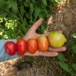 Five tomatoes ranging from green to red