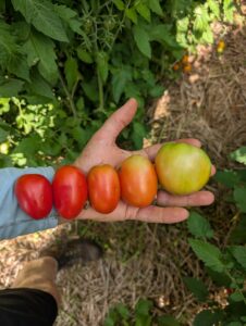 Five tomatoes ranging from green to red