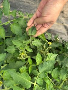 Close-up of a tomato plant with a person holding a distorted leaf near the top of the plant. The leaf exhibits upward curling, puckering, and wrinkling compared to surrounding healthy green leaves. Several yellow tomato blossoms are visible among the foliage. The image highlights symptoms of leaf deformation on new growth while the rest of the plant appears vigorous and green.
