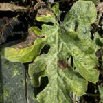 Image showing Watermelon leaf infected with gummy stem blight.