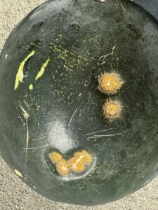 Image showing Mature watermelon fruit 