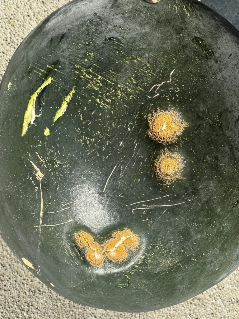 Image showing mature watermelon fruit affected by anthracnose.