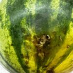 Image showing Mature watermelon fruit infected with Phytophthora blight