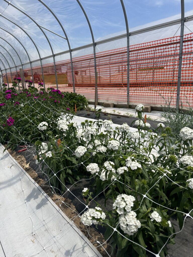 Image with cut flower variety Sweet™ White in the front and Amazon™ Neon Black in the back.