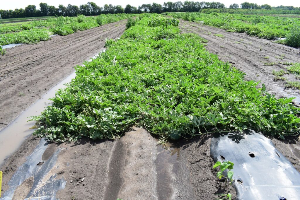 Image of a watermelon plot.