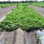 Image of a watermelon plot at the Meigs Horticulture Research Farm, Lafayette, IN in 2023. Chateau and Dual Magnum were applied to the row middles prior to transplanting.