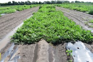 Image of a watermelon plot at the Meigs Horticulture Research Farm, Lafayette, IN in 2023. Chateau and Dual Magnum were applied to the row middles prior to transplanting.