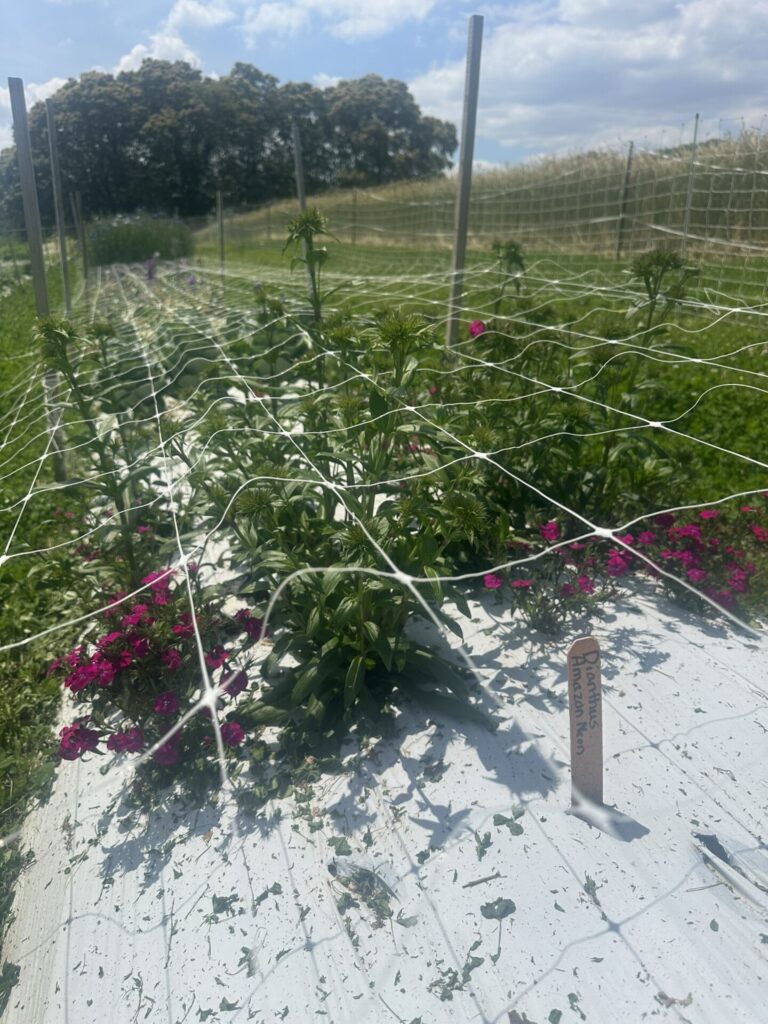 Image showing cut flower variety ‘Amazon™ Neon Purple.’
