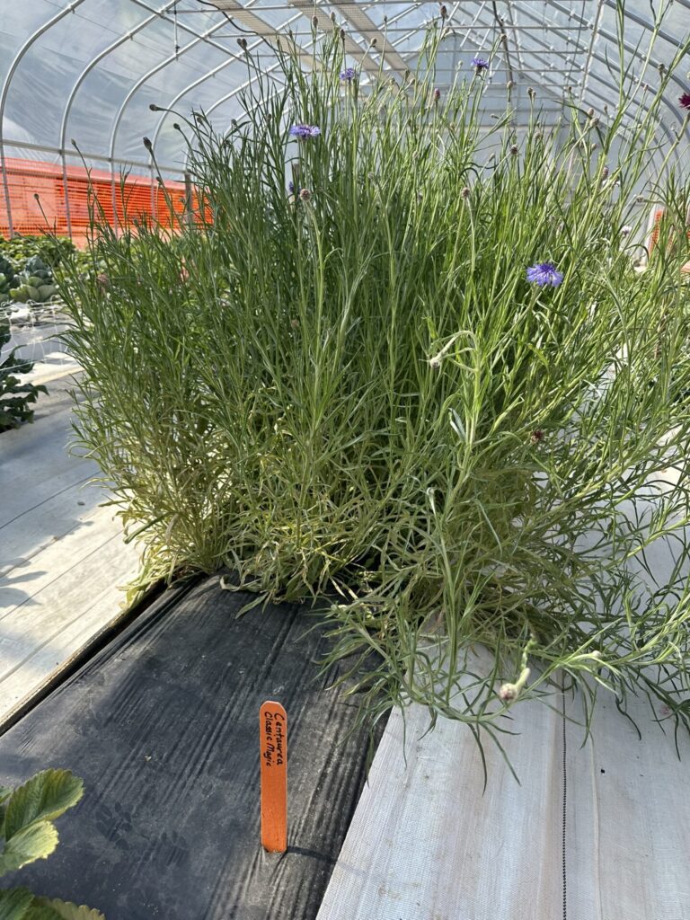 Image showing cut flower variety Centaurea ‘Classic Magic’.