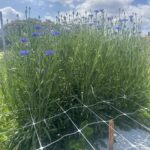 Image showing cut flower variety Centaurea ‘Florist Blue Boy.’