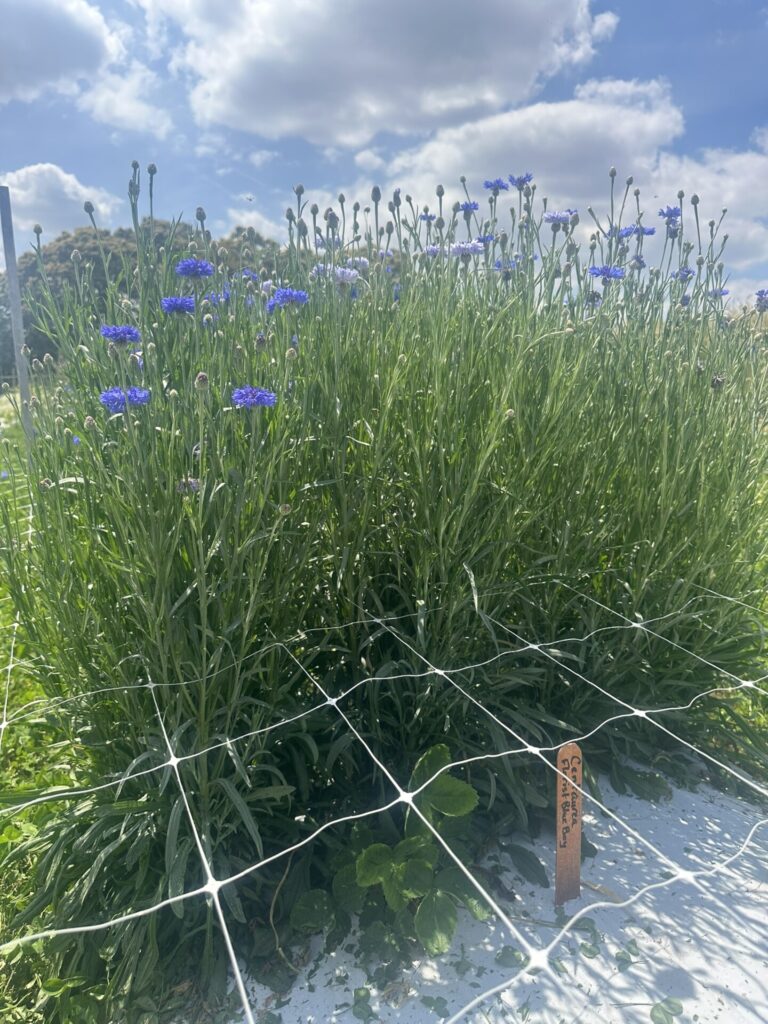 Image showing cut flower variety Centaurea ‘Florist Blue Boy.’