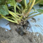 Image showing newly developed strawberry branch crowns.