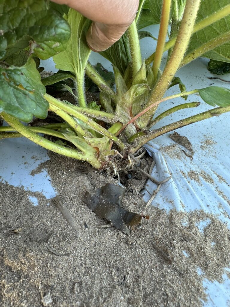 Image showing newly developed strawberry branch crowns.