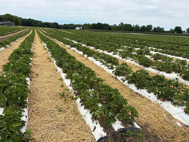 Image showing strawberries planted in plasticulture with straw in row middles.