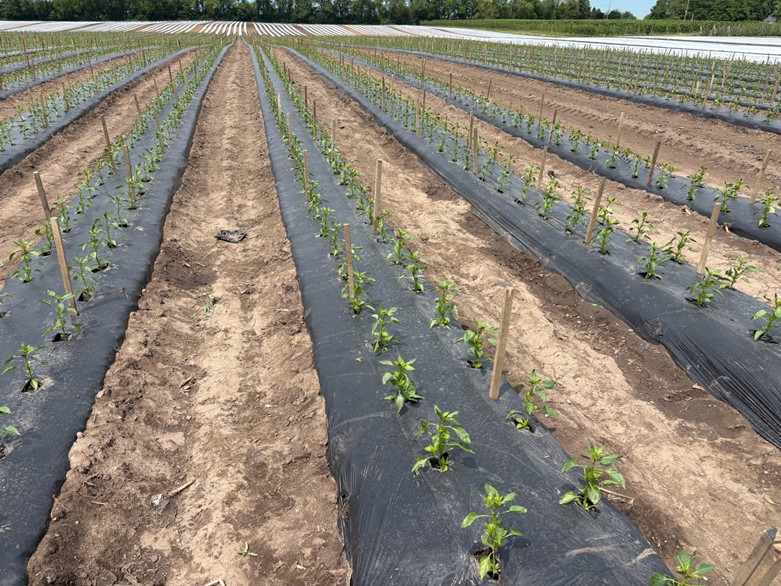 Image showing pepper plants planted on raised beds covered with black plastic mulch.