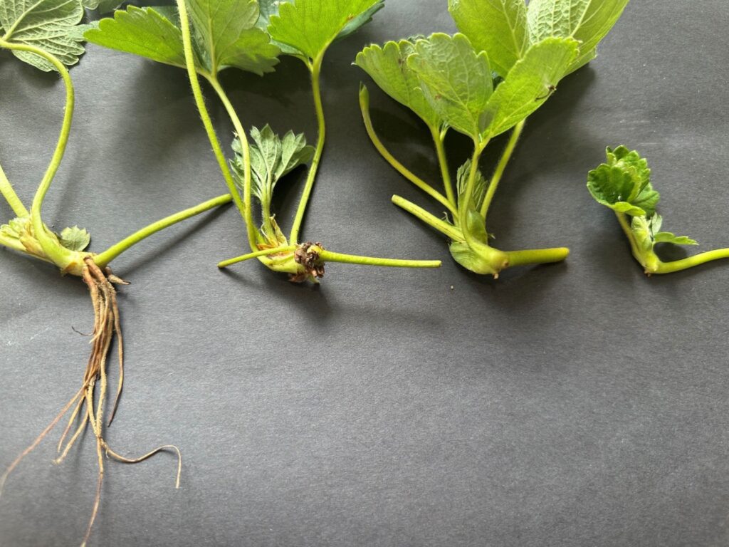 Image showing strawberry runner tips.