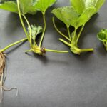 Image showing strawberry runner tips.