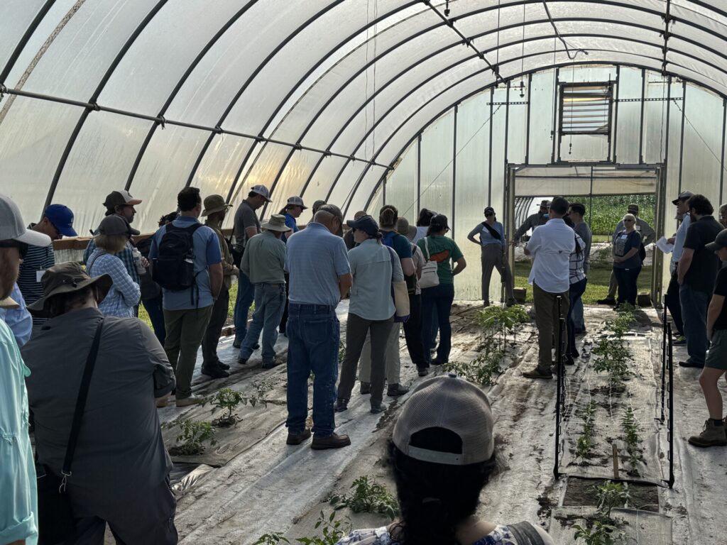 Attendees at the Fruit and Vegetable field day listen to Sydney Territo and Tucker LaRue talk about the role of cutflower plantings as a strategy to attract pollinators and support natrual enemies of common pests.