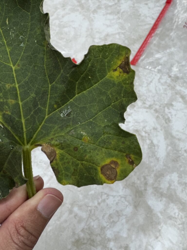 Image showing a cantaloupe leaf infected with Alternaria.