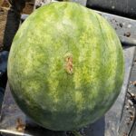 Image showing mature watermelon fruit affected by anthracnose.