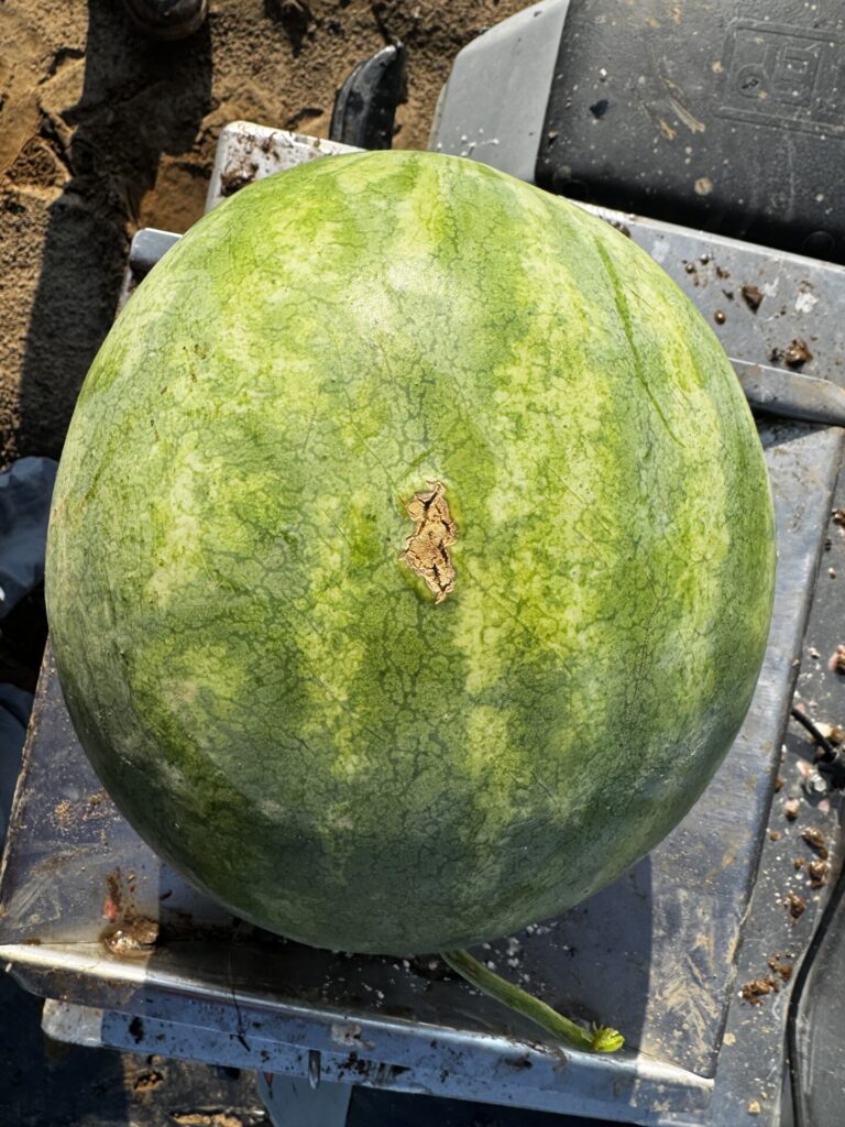 Image showing mature watermelon fruit affected by anthracnose.