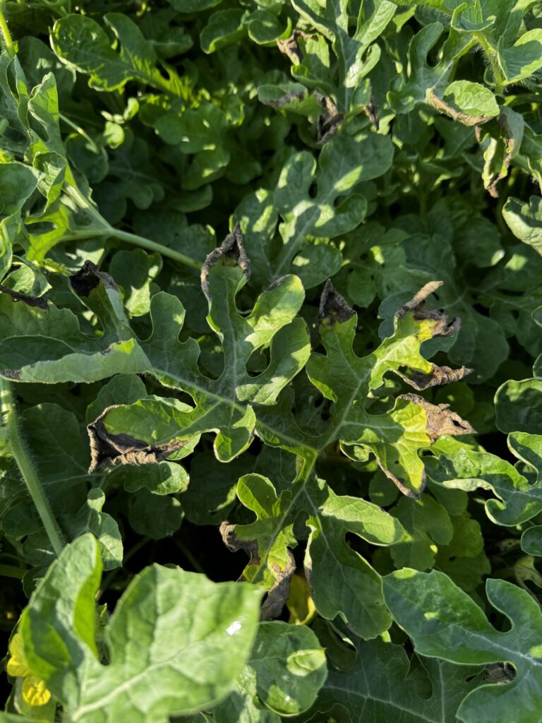 Image showing early symptoms of gummy stem blight in watermelons.