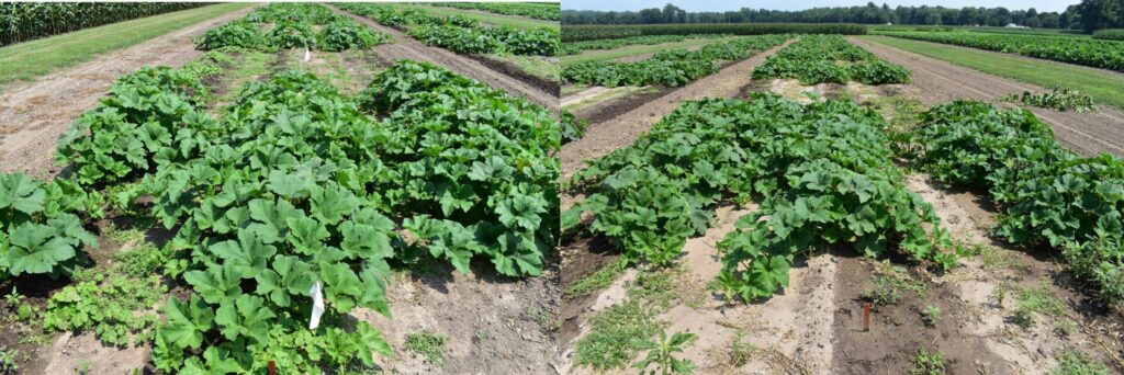 Two side-by-side photographs of an agricultural research field showing rows of large leafy squash or pumpkin plants growing on raised soil beds.