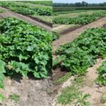 Two side-by-side photographs of an agricultural research field showing rows of large leafy squash or pumpkin plants growing on raised soil beds.