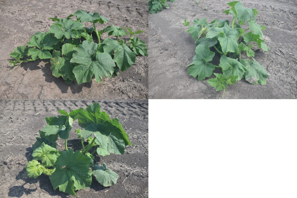 Three photographs of individual pumpkin plants growing in bare soil. The plants have large green leaves and compact growth habits, shown from different angles in a field setting.
