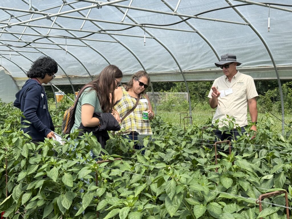 Small Farm Education field day attendees listen to Petrus Langenhoven talk about high tunnel pepper production and variety selection.