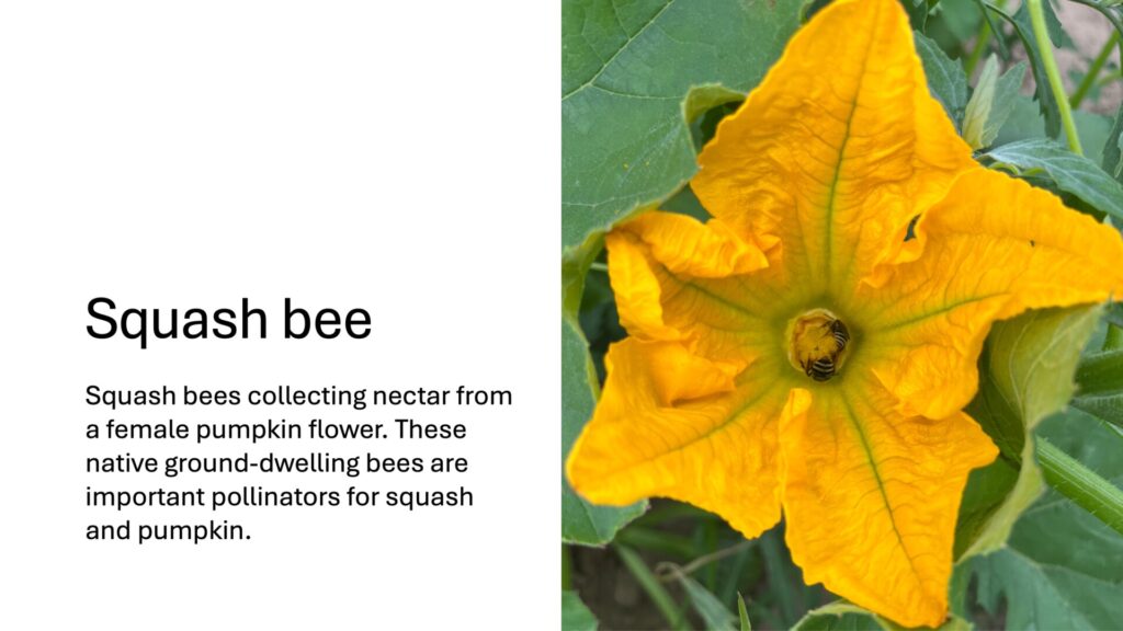 Squash bees collecting nectar from a female pumpkin flower. These native ground-dwelling bees are important pollinators for squash and pumpkin.