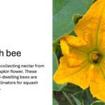 Squash bees collecting nectar from a female pumpkin flower. These native ground-dwelling bees are important pollinators for squash and pumpkin.