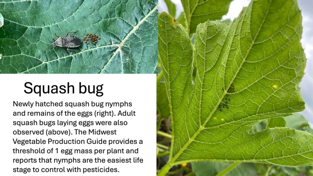 Newly hatched squash bug nymphs and remains of the eggs on underside of a pumpkin leaf (right). Adult squash bugs laying eggs were also observed on upper side of a pumpkin leaf (above). The Midwest Vegetable Production Guide provides a threshold of 1 egg mass per plant and reports that nymphs are the easiest life stage to control with pesticides.