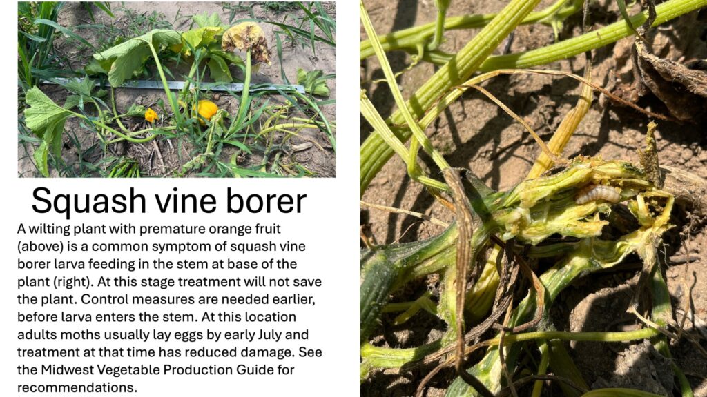A wilting pumpkin plant with premature orange fruit (above) is a common symptom of squash vine borer larva feeding in the stem at base of the plant (right). At this stage treatment will not save the plant. Control measures are needed earlier, before larva enters the stem. At this location adults moths usually lay eggs by early July and treatment at that time has reduced damage. See the Midwest Vegetable Production Guide for recommendations.