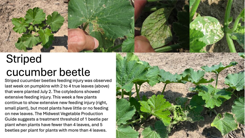 Striped cucumber beetles feeding injury was observed last week on pumpkin plant with 2 to 4 true leaves, and close-up sowing feeding injury on an individual leaf and on underside and upper side of cotyledons. This week a few plants continue to show extensive new feeding injury (right, small plant with curled leaves and yellow and black striped beetles on it), but most plants have little or no feeding on new leaves. The Midwest Vegetable Production Guide suggests a treatment threshold of 1 beetle per plant when plants have fewer than 4 leaves, and 5 beetles per plant for plants with more than 4 leaves.