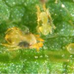 Close-up view of multiple life stages of two-spotted spider mites on a green leaf surface. Two pale yellow mites with dark body spots are visible alongside a small, round, translucent egg. Fine leaf hairs and the textured leaf surface are visible under magnification.