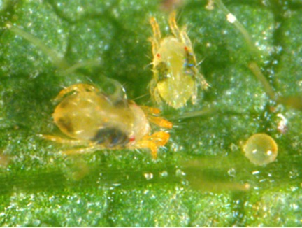 Close-up view of multiple life stages of two-spotted spider mites on a green leaf surface. Two pale yellow mites with dark body spots are visible alongside a small, round, translucent egg. Fine leaf hairs and the textured leaf surface are visible under magnification.