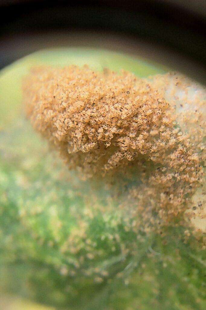 Close-up view of multiple life stages of two-spotted spider mites on a green leaf surface. Two pale yellow mites with dark body spots are visible alongside a small, round, translucent egg. Fine leaf hairs and the textured leaf surface are visible under magnification.