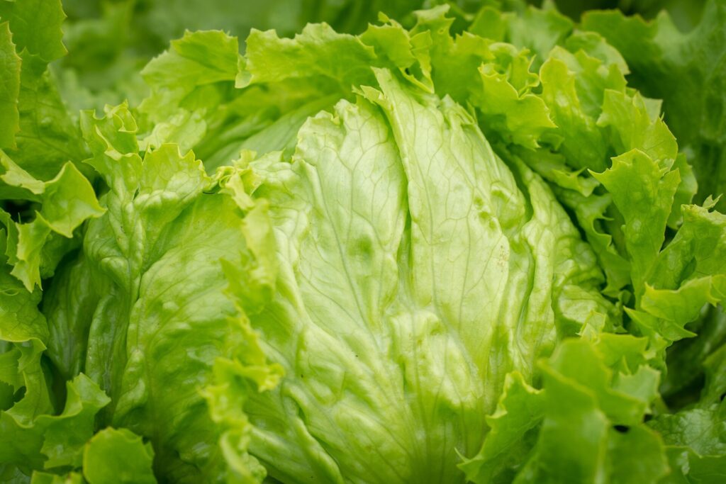 Image showing iceberg lettuce head.