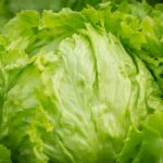 Image showing iceberg lettuce head.