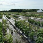 Flooded pepper research plots.
