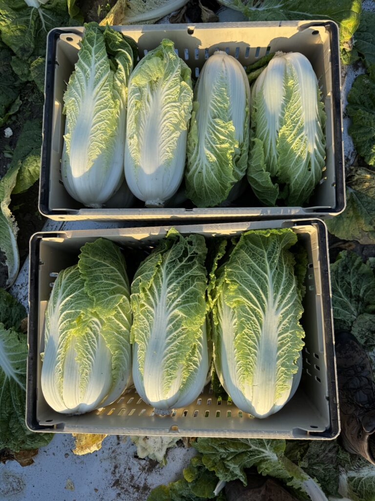 Bins with napa cabbage, variety China Gold.