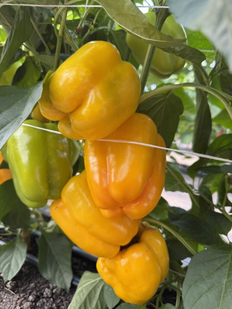 Yellow fruit of sweet bell pepper variety, Flavorburst.