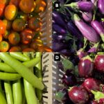 Eggplant varieties (a) Turkish Orange, (b) Fairy Tail, (c) Summer Emerald, and (d) Calliope.