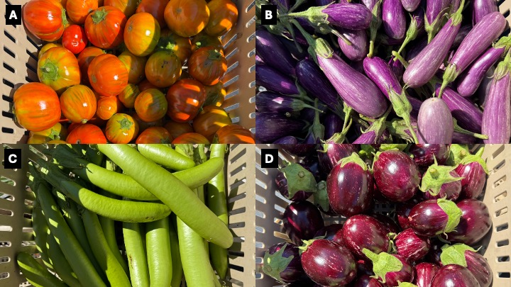 Eggplant varieties (a) Turkish Orange, (b) Fairy Tail, (c) Summer Emerald, and (d) Calliope.