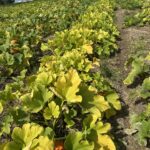 A pumpkin field with premature yellowing leaves.