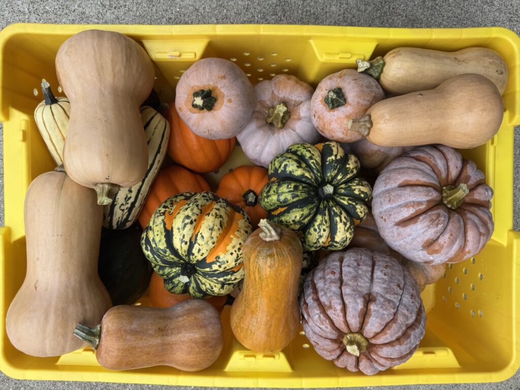 Bin with a variety of winter squash fruits.