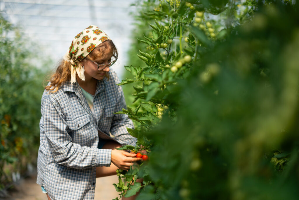 Farm worker harvests tomatoes at the Purdue Student Farm
